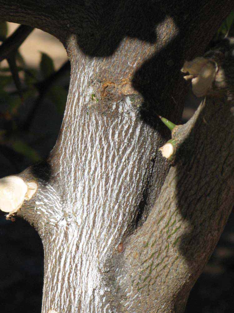              Bark (Swingle, Riverside, CA)   